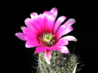 Blossom cactus close-up photo