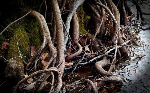 Water marsh plant thicket