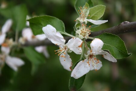 Blossom spring nature photo