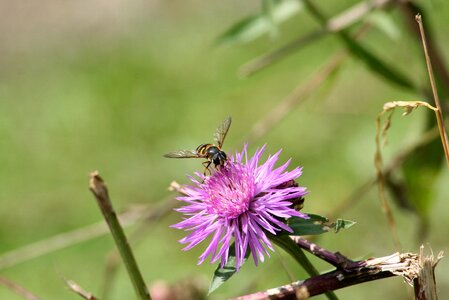 Wild flower meadow agra plant