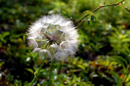 Beautiful beautiful flowers blooming photo