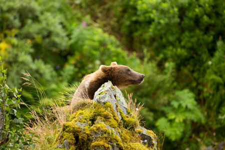 Kodiak brown bear-2