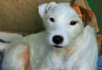 Terrier parson's jack russell pet photo