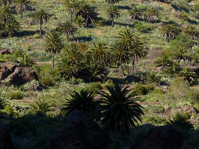 Agriculture palm plantation plantation
