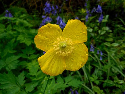 Wet nature spring photo