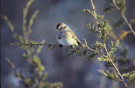 American bird sparrow photo