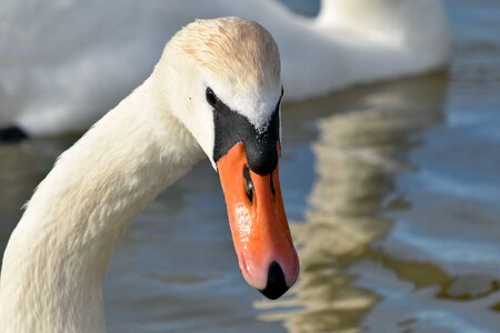 Flock zoology swan photo