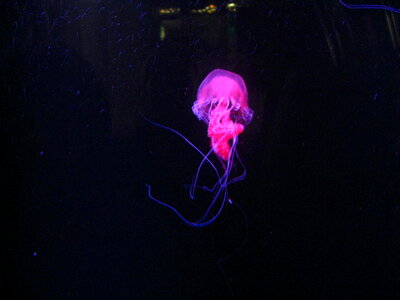 Jelly Fish Bright Pink photo