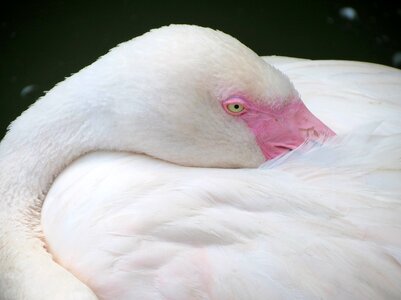 Pink pink flamingo feather photo