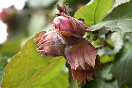 Nut tree fruit bush