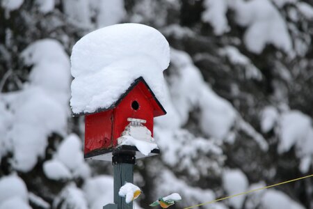Frozen house bird photo