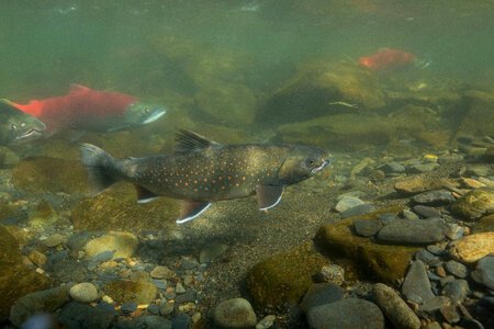  Dolly Varden -1