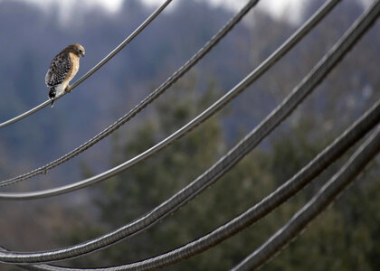 Red-shouldered hawk-4 photo