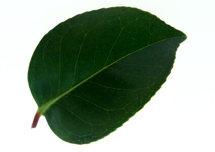Dark green leaf isolated on white photo