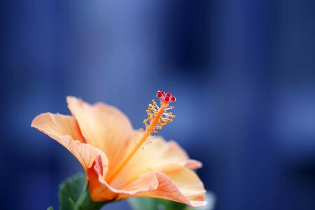 Beautiful Flowers beautiful image beautiful photo