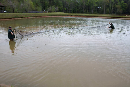 Staff at Warm Springs Hatchery checking nets for channel catfish-3 photo