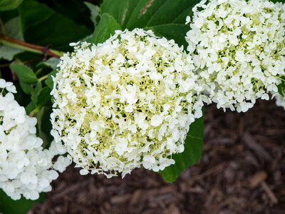 White Flowers in Garden photo