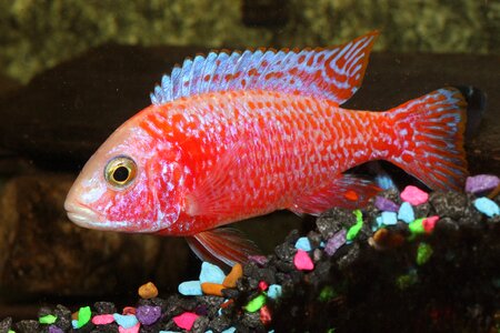 Strawberry red fins photo