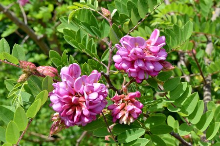 Acacia botanic flower garden