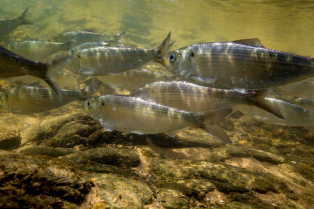  Alewife-1