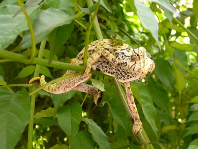 Chameleon reptile insect eater photo