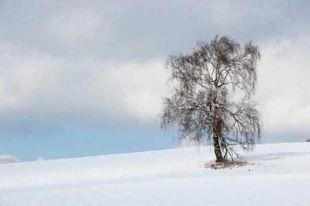 Snow birch lonely