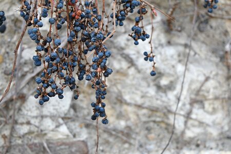 Berries branches nature photo