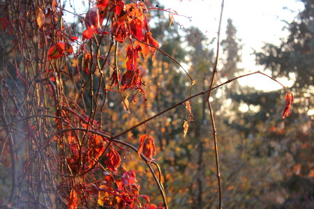 Red leaves in autumn sun