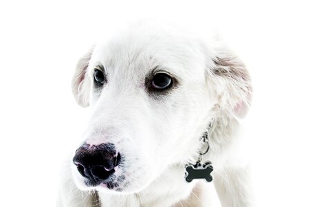 White Dog Minimal photo