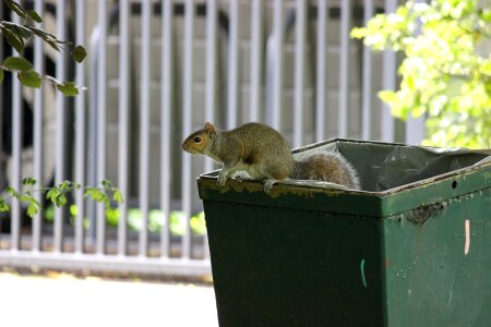 Park mammal rodent