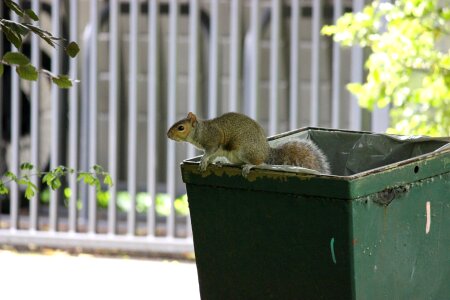 Park mammal rodent photo