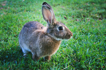 Rabbit Closeup