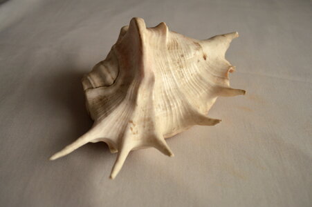 Conch Shell Big