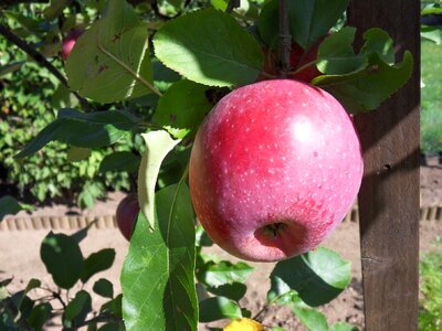Apple tree nature