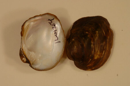 Amblema plicata-1