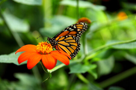 Monarch butterfly feeding on nectar on mexican sunflower photo