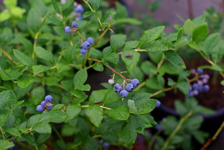 Plants fruit wipes photo