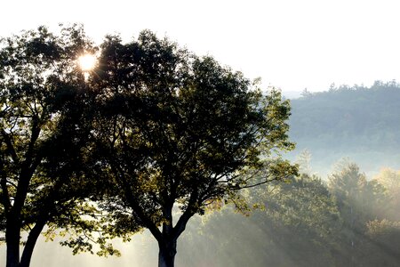 Branch cloud dawn photo