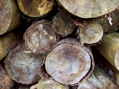 Pile timber wood photo