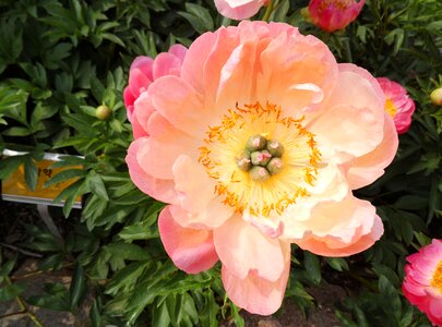 Garden nature plants