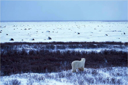 Polar Bear and a Barrier Island photo