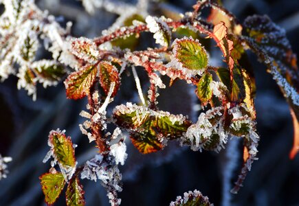 Cold frozen ice photo