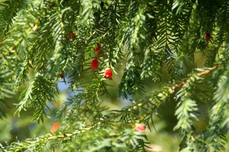 Branch nature green