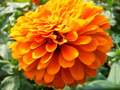 Golden yellow petals