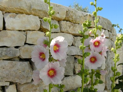 Hollyhocks summer stones photo