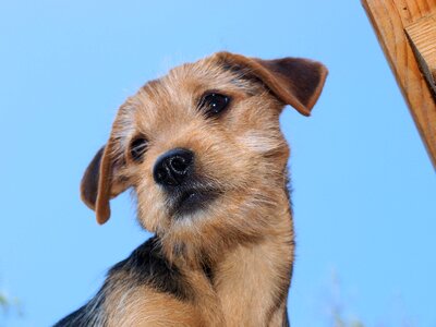 Hybrid small dog animal portrait photo