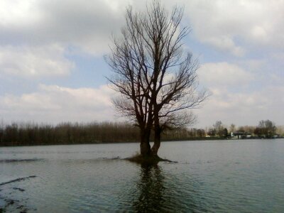 Storm tree 
