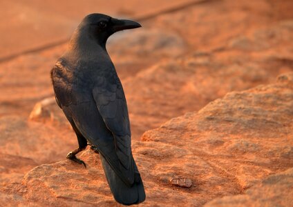 Blackbird animal bird photo