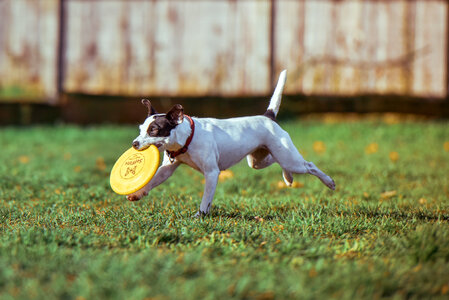 Jack Russell Terrier Running with Frisbee photo