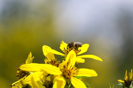 Flower bee yellow